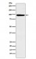 Anti-MCM4 Rabbit Monoclonal Antibody